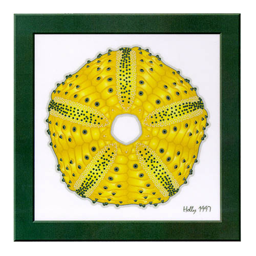 holly shell1.jpg (47197 bytes)